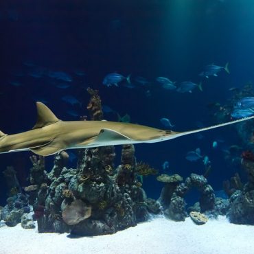 aquarium la rochelle