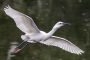 marais aux oiseaux oléron