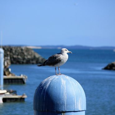 saint pierre oleron