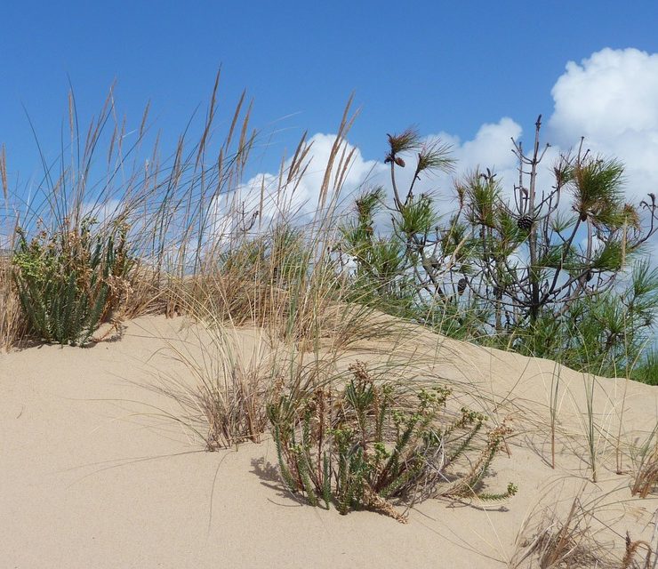 camping ile oleron