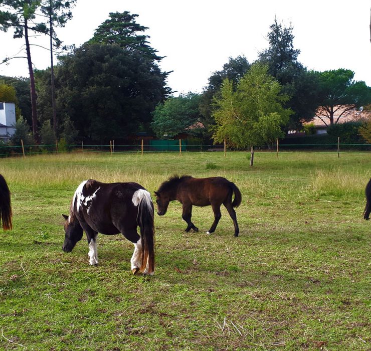 ponettes au pre 740x700 1